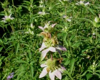 monarda punctata 8-10.jpg